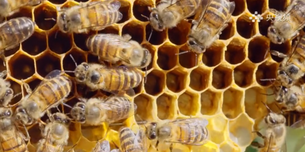 破译《神农架密码》走进华中屋脊的生命诗篇